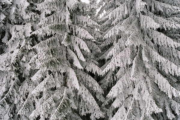 Ośnieżone drzewa