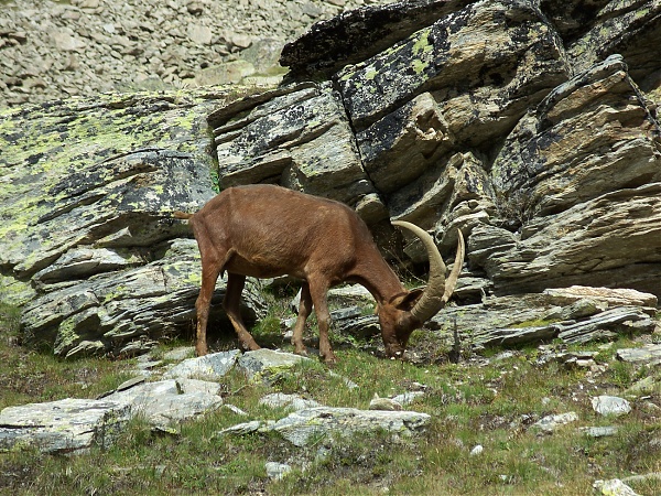 Capra ibex